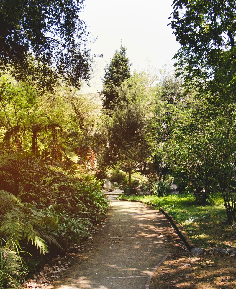 enlever nid de frelons asiatiques